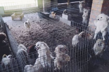 Un hombre de 44 años dueño de un criadero ilegal fue detenido en España tras descubrir que mutiló a 34 de los 98 animales que albergaba