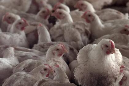 La Argentin terminó con la gripe aviar y puede volver a exportar