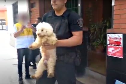 Criadero ilegal de perros en Liniers
