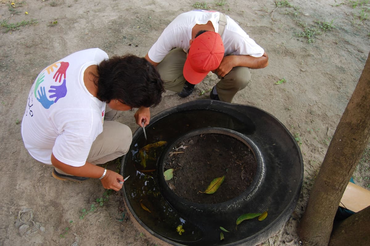 Criaderos de Dengue