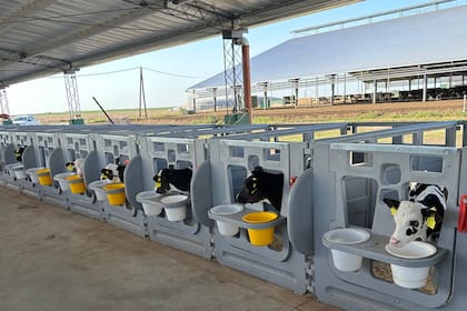 Crianza individual de terneros de tambo