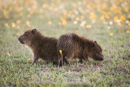 Crías de carpincho, una de las especies más frecuentes en la zona.