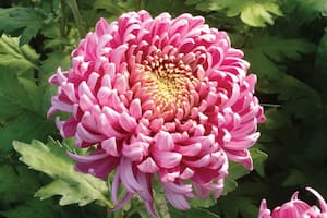 Crisantemo. Aunque es símbolo imperial en Japón, es una planta originaria de China.