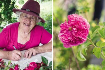 Cristel identificaba las rosas con cartelitos escritos de puño y letra, y su caligrafía era un sello de las flores del vivero