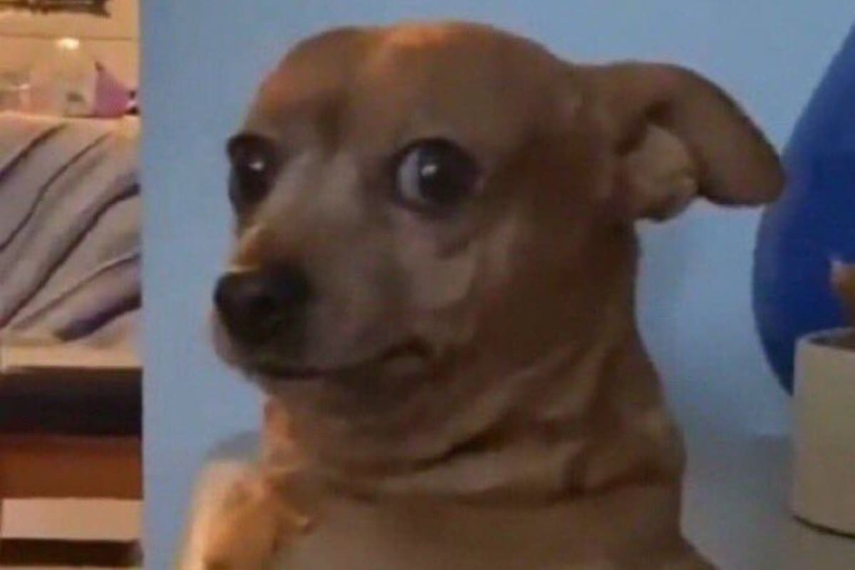 Cristian Castro hizo playback en la apertura del Bailando 2023 y los memes no lo perdonaron (Foto: Twitter)