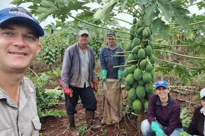Cristian Nickel (33) un productor agropecuario del municipio de Colonia Aurora, mientras levanta la cosecha