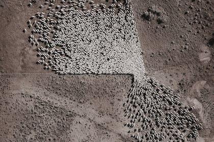 Cronos, registro de una suelta de ovejas en Santa Cruz