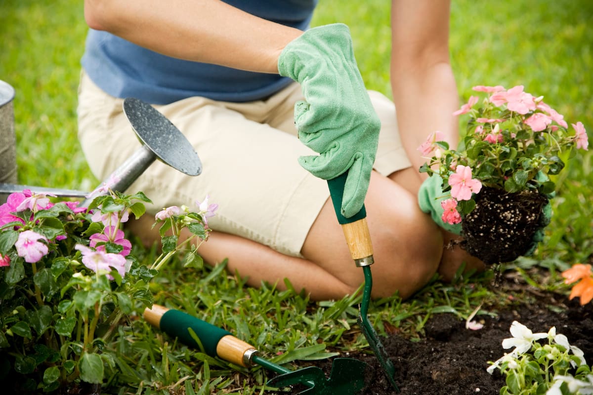 cropped image of woman gardening
