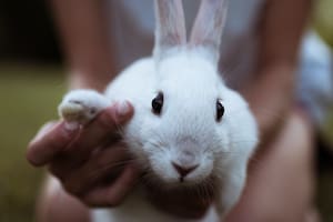 Cruelty free.