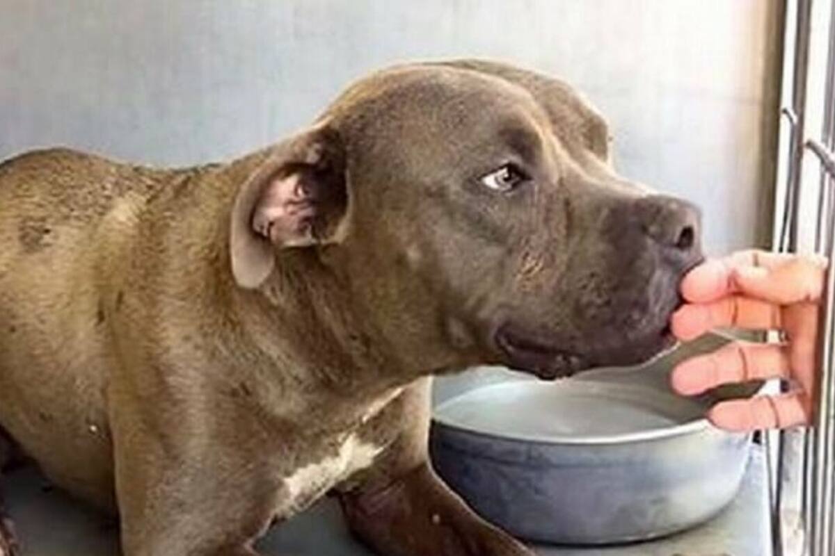 Cruz, un pitbull considerado agresivo, mostró su dulce reacción al ser acariciado por primera vez