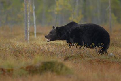 Cruzarse con un oso puede significar un peligro inminente para la persona
