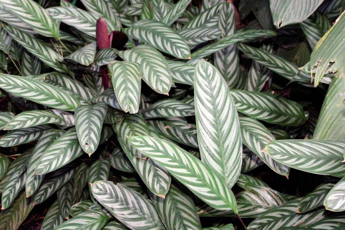 Ctenanthe setosa. Las hojas son oblongas, coriáceas, grandes, con veteado en espiga verde oscuro sobre un limbo verde grisáceo, y un llamativo envés violáceo. La floración no suele ser llamativa, y en algunos casos se elimina para favorecer el crecimiento foliar.