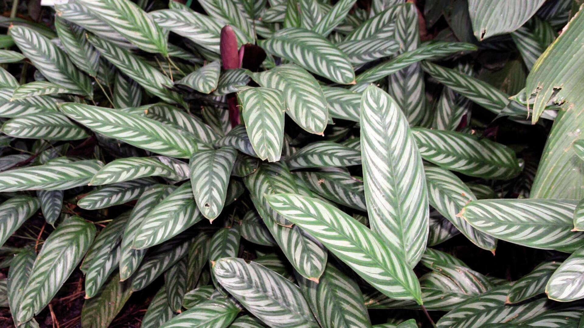 Ctenanthe setosa. Las hojas son oblongas, coriáceas, grandes, con veteado en espiga verde oscuro sobre un limbo verde grisáceo, y un llamativo envés violáceo. La floración no suele ser llamativa, y en algunos casos se elimina para favorecer el crecimiento foliar.