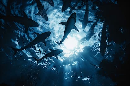 Cuál es el estado de EE.UU. que registró más ataques de tiburones