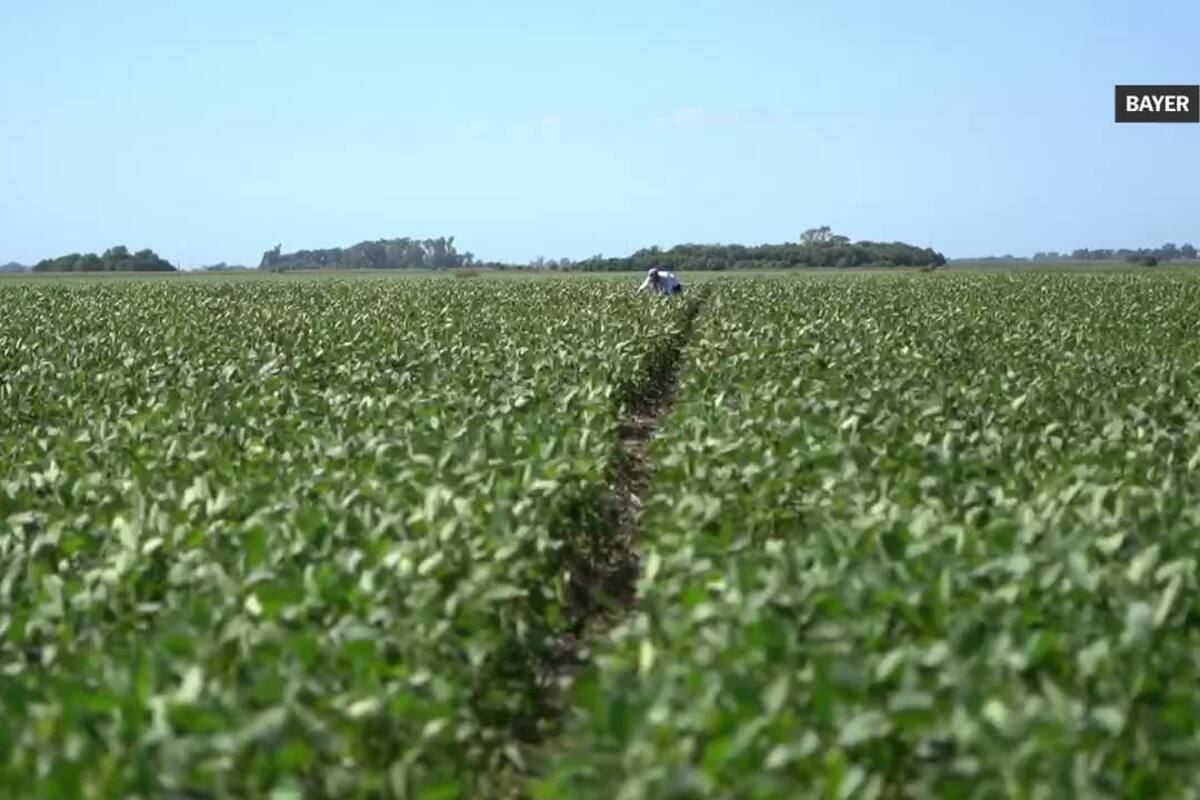 Cuál es el mejor manejo agronómico de la soja.