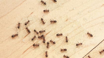 Cuál es el método casero para exterminar a las hormigas