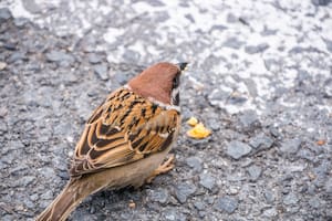 Cuál es el pájaro que anuncia el amanecer con su canto y es señal de buena suerte