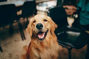 Cuál es el perro más inteligente del mundo y por qué