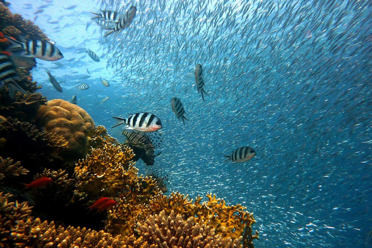 Cuál es el significado de biodiversidad cuáles son los principales factores de alteración y generadores de cambio; explicaciones sobre la importancia de cuidar el ecosistema