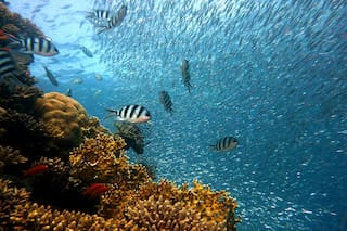 ¿Qué significa biodiversidad?