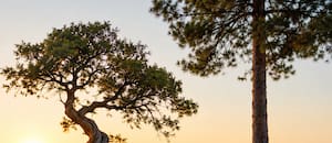 Qué significa el proverbio chino: “Un árbol torcido vive su propia vida, pero un árbol recto se convierte en madera”