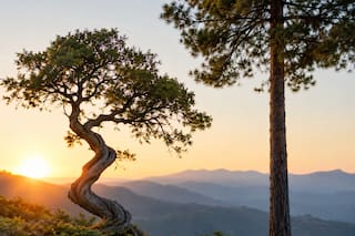 Qué significa el proverbio chino: “Un árbol torcido vive su propia vida, pero un árbol recto se convierte en madera”