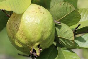 Cuál es la fruta que regula el azúcar y baja la presión arterial en el cuerpo