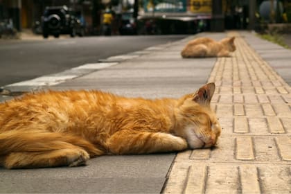 Cuál es la mejor forma para mantener hidratados a los gatos y evitar un golpe de calor (Unsplash / Muhammad Irfan)