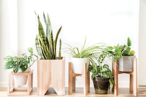 Cuál es la planta más adecuada según la personalidad y características del signo