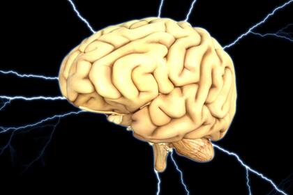 ¿Cuál es la unidad funcional del cerebro? Es el espacio computacional que crea la actividad de la red cerebral”, especuló Miller.