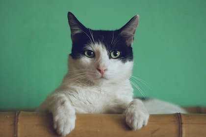 Cuáles son las características de las cinco personalidades de los gatos
