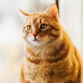 Un veterinario alerta sobre los gatos naranjas: “No se lo debe juzgar por su aspecto”