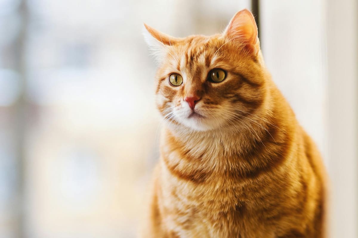 Cuáles son las características de los gatos naranjas o atigrados