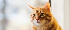 Un veterinario alerta sobre los gatos naranjas: “No se lo debe juzgar por su aspecto”