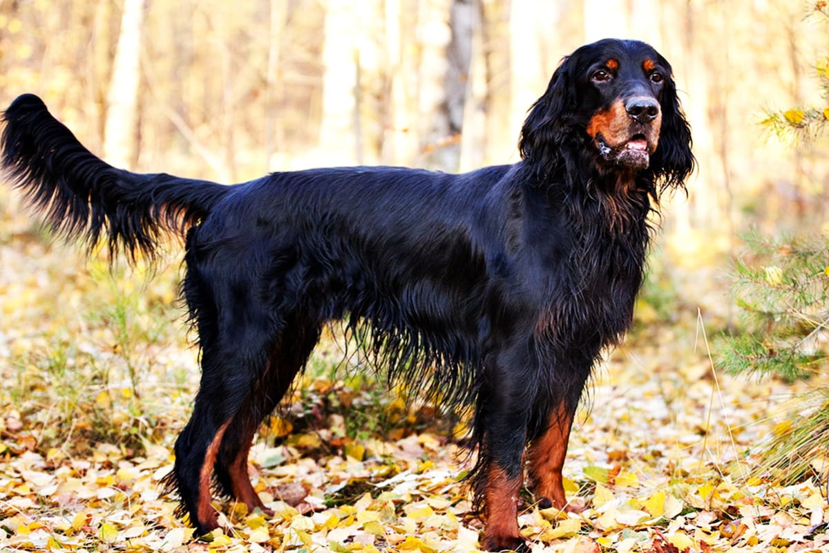 Cuáles son las características del Setter escocés