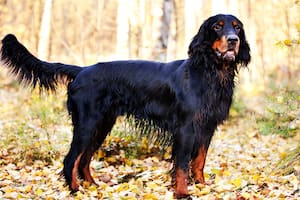 Cuáles son las características del Setter escocés