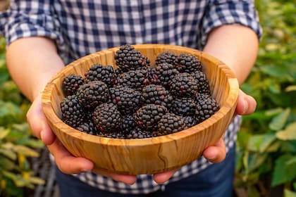 Cuáles son las cuatro frutas antiinflamatorias que recomiendan desde la Universidad de Harvard