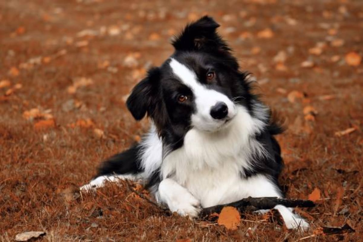 Cuáles son las diez razas de perros más inteligentes, según un estudio