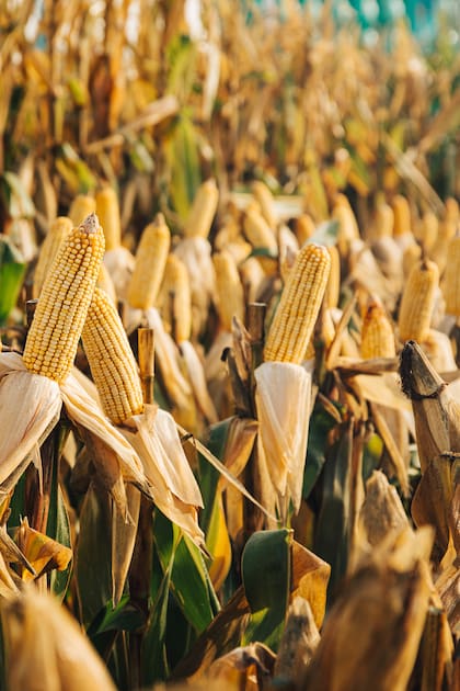 Cuáles son las novedades en genética para el cultivo de maíz en esta campaña.