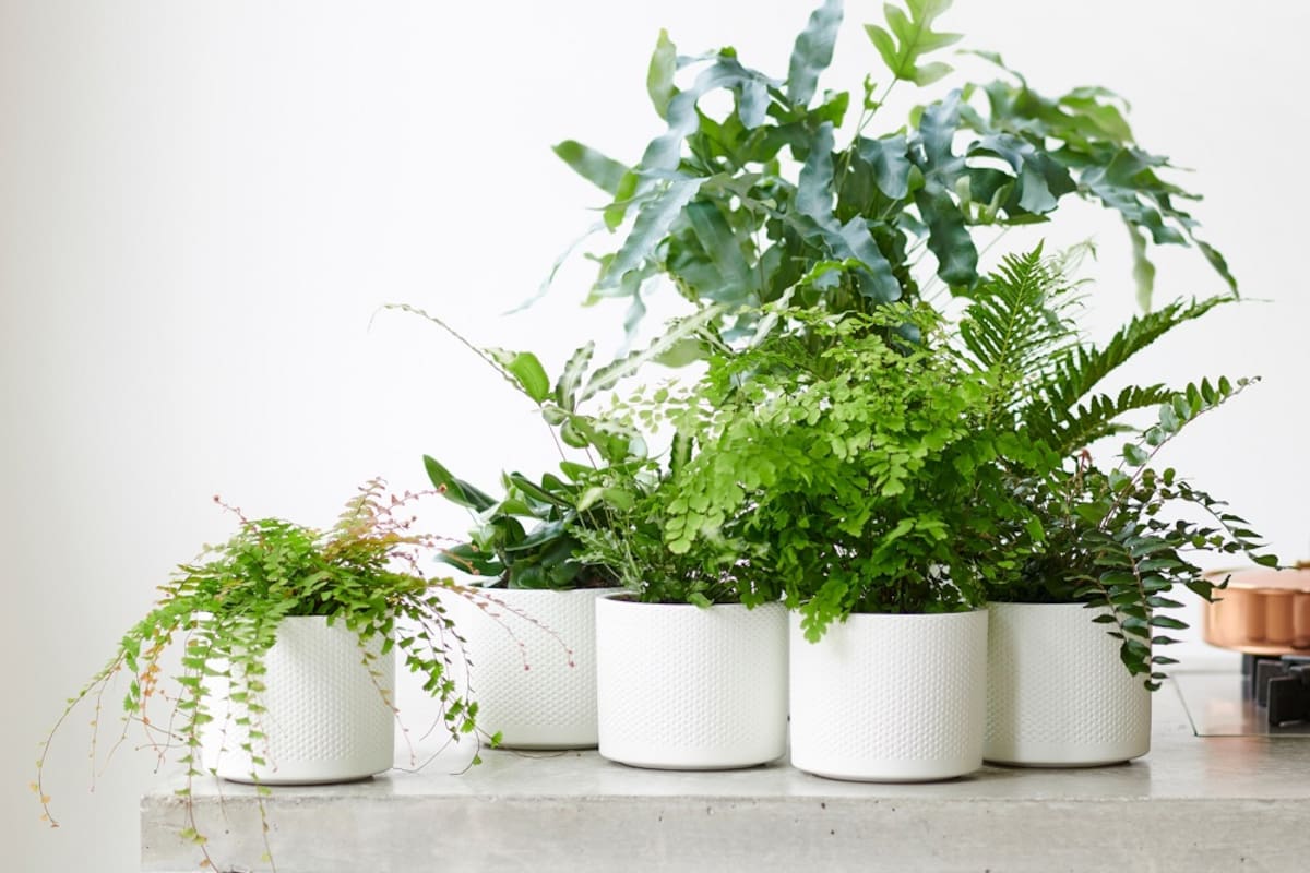 Cuáles son las plantas de interior que pueden vivir por décadas con un cuidado adecuado