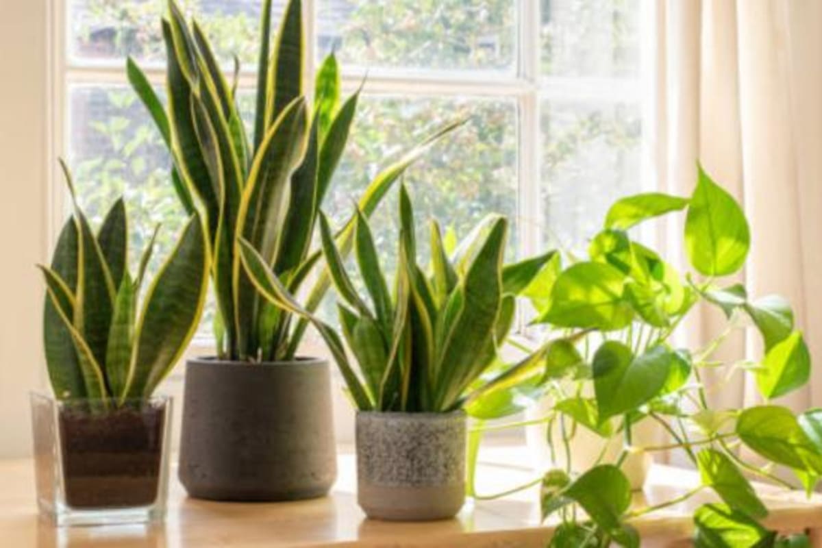Cuáles son las plantas ideales para atraer dinero y prosperidad a tu hogar, según el Feng Shui