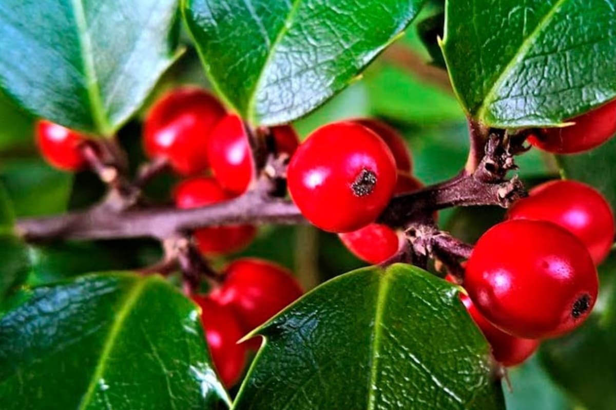 Cuáles son las propiedades de la fruta que mejora la calidad de vida