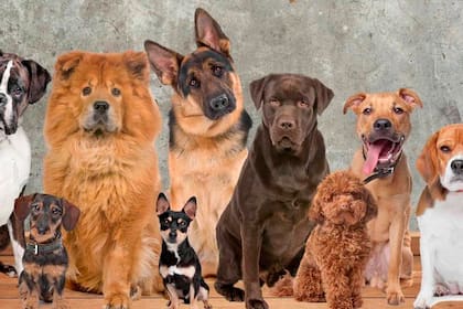 Cuáles son las razas de perro más lindas según la Inteligencia Artificial