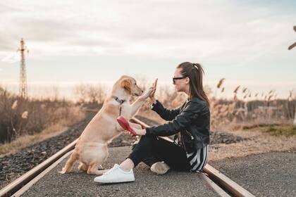 Cuáles son las siete formas en las que un perro expresa su cariño