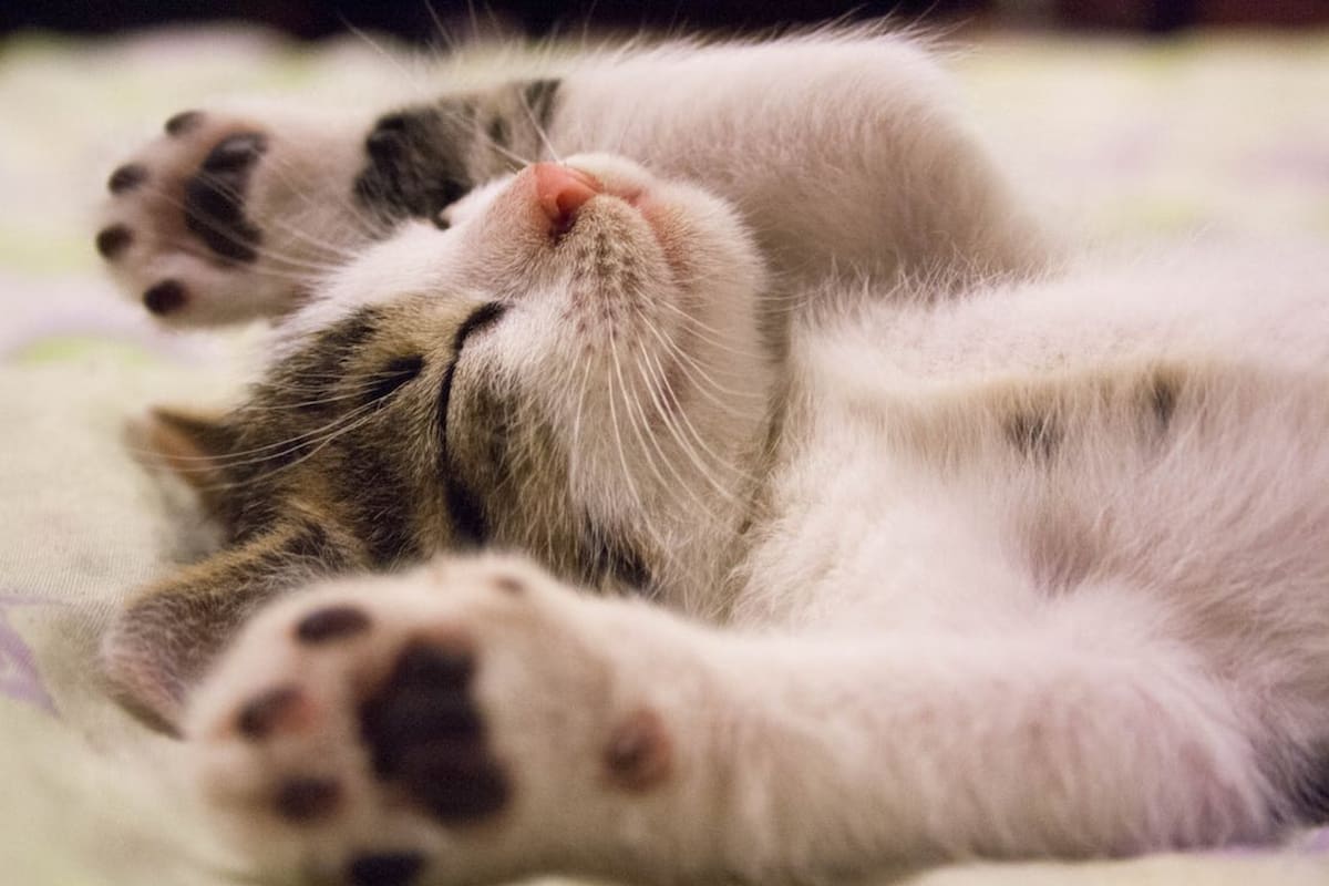 Cuáles son las tres razas de gatos que son consideradas como las más perozosas (Foto Pexels)