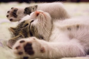 Cuáles son las tres razas de gatos que son consideradas como las más perozosas (Foto Pexels)
