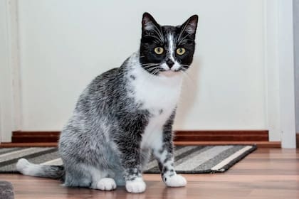 Cuáles son los beneficios de criar a un gato en una casa