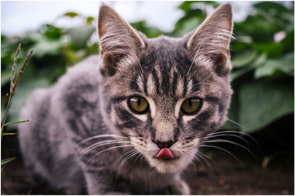 Cuáles son los beneficios de las aceitunas en la alimentación de los gatos