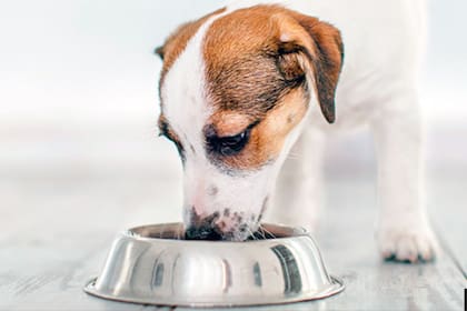 Cuáles son los beneficios del caldo para los perros
