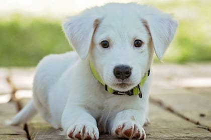 Cuáles son los cuatro nombres más elegidos para bautizar a un perro hembra
